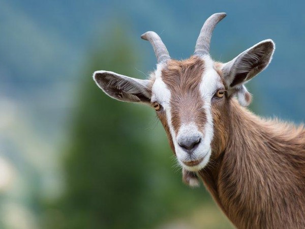 Kambing Kurban Pilihan