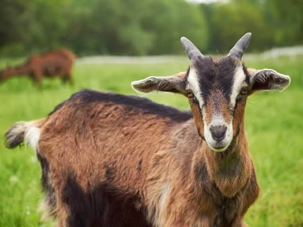 Kambing 3